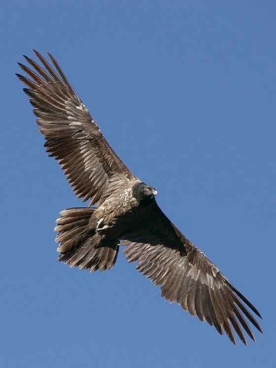 喜马拉雅山的大鸟  胡兀鹫