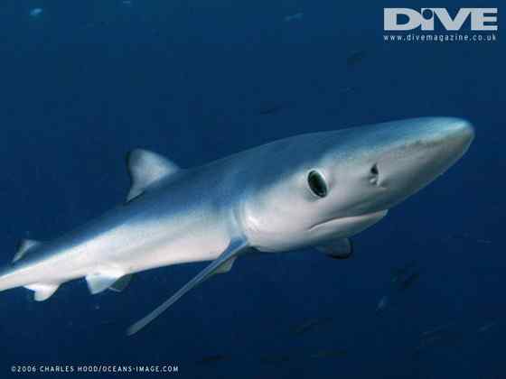 漂亮的鲨鱼 大青鲨、虎头鲨 漂亮的鲨鱼 大青鲨、虎头鲨