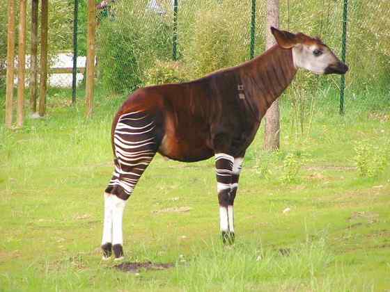 极度珍稀的霍加皮 长颈鹿的近亲 极度珍稀的霍加皮 长颈鹿的近亲