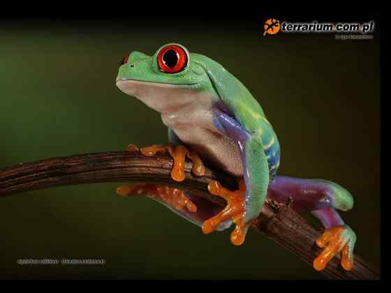 最漂亮的蛙类  红眼树蛙