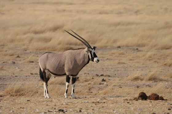 博茨瓦纳沙漠中的羚羊  南非长角羚