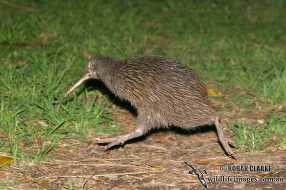 几维鸟 鹬鸵 KIWI 几维鸟 鹬鸵 KIWI