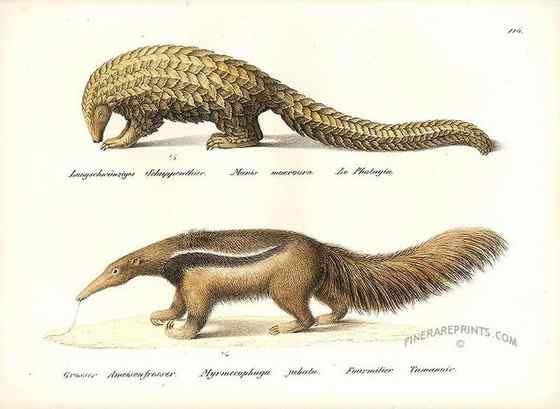 南美洲大食蚁兽