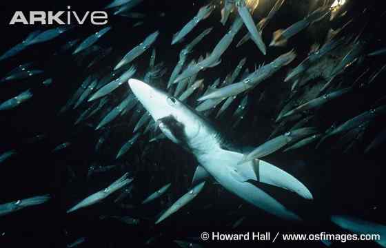 漂亮的鲨鱼 大青鲨、虎头鲨 漂亮的鲨鱼 大青鲨、虎头鲨