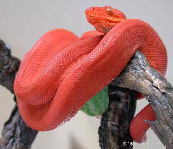 养蟒蛇当宠物 绿树蟒 养蟒蛇当宠物 绿树蟒