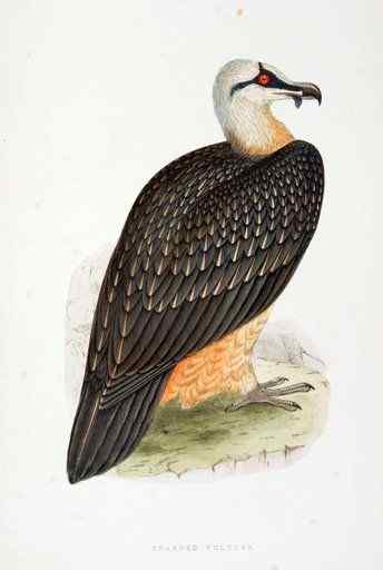 喜马拉雅山的大鸟  胡兀鹫