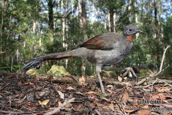 华丽的琴鸟 华丽的琴鸟