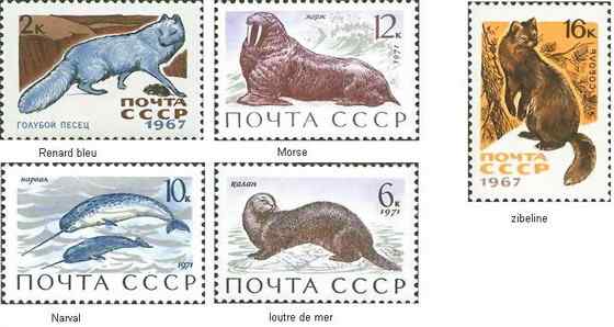 北冰洋中的独角兽 长“牙齿”的角鲸