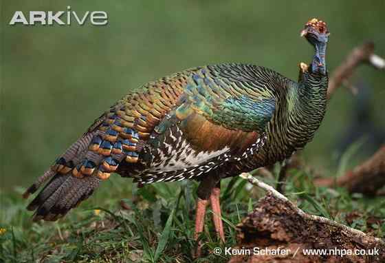 眼斑吐绶鸡 感恩节的故事