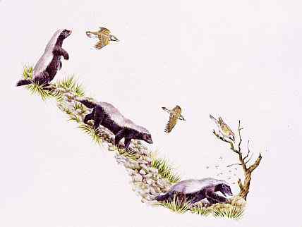 吃蜂蜜不要命的蜜獾