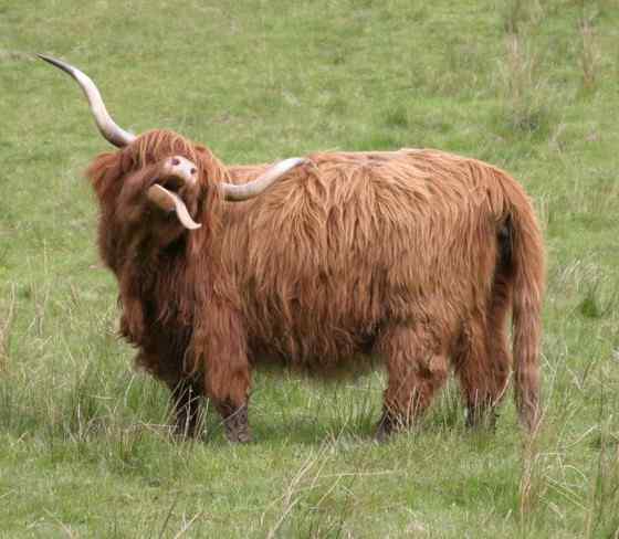 最古老的家牛品种——来自苏格兰的高地牛