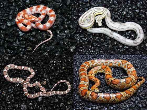 玉米锦蛇 粟米蛇、玉米蛇、红鼠蛇