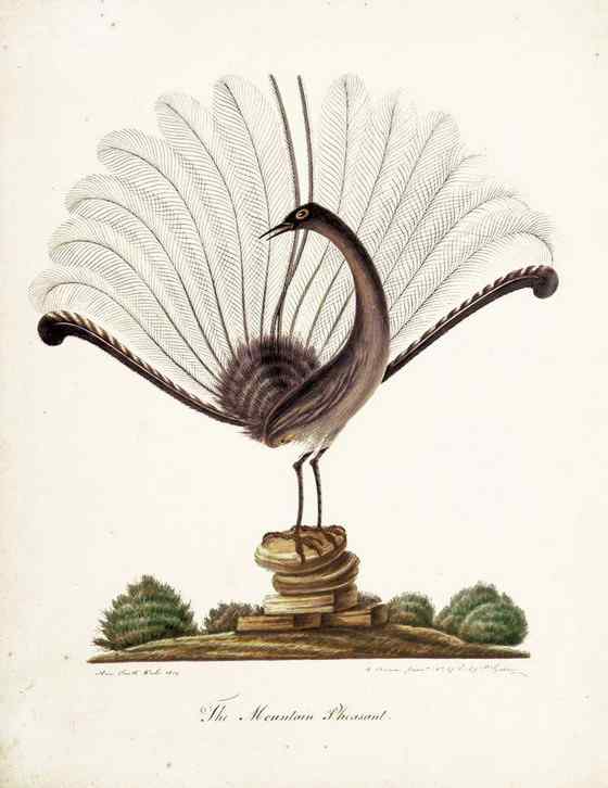 华丽的琴鸟 华丽的琴鸟