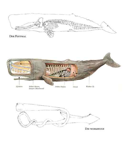 抹香鲸真的很香