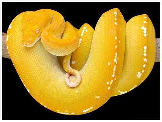 养蟒蛇当宠物 绿树蟒 养蟒蛇当宠物 绿树蟒