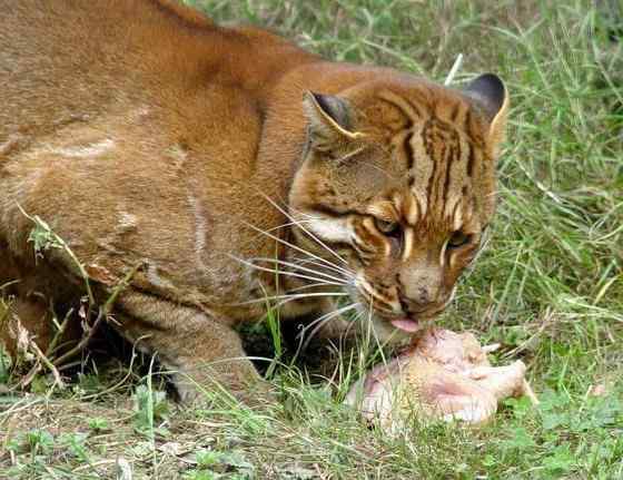 龙虎彪豹中的“彪”——亚洲金猫 龙虎彪豹中的“彪”——亚洲金猫