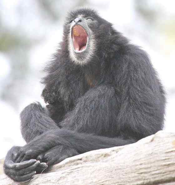 体型最大的长臂猿——马来亚长臂猿