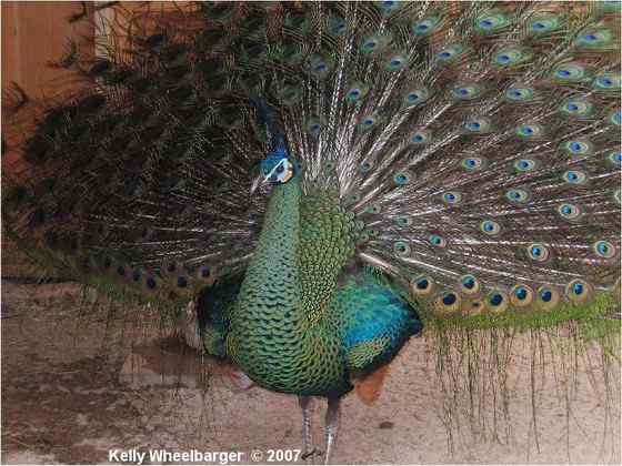 体型最大的雉类  绿孔雀、爪哇孔雀、缅甸孔雀