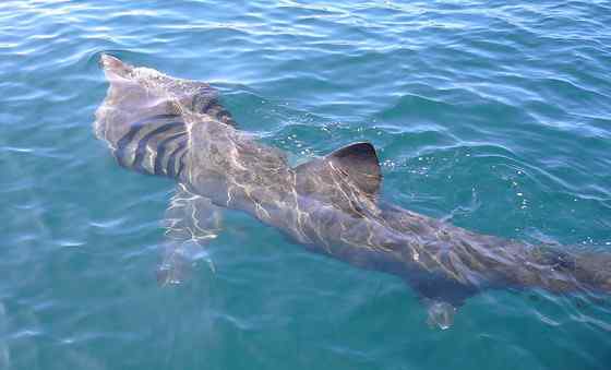 晒太阳的鲨鱼  姥鲨 Basking shark
