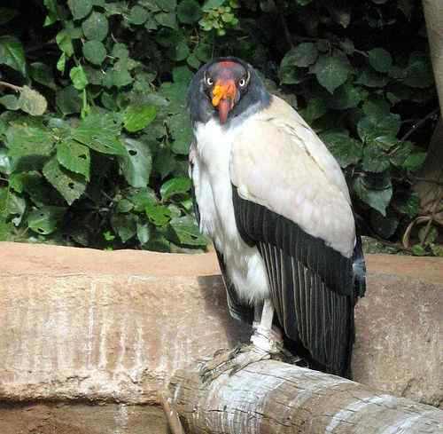 最漂亮的猛禽食腐鸟  王鹫