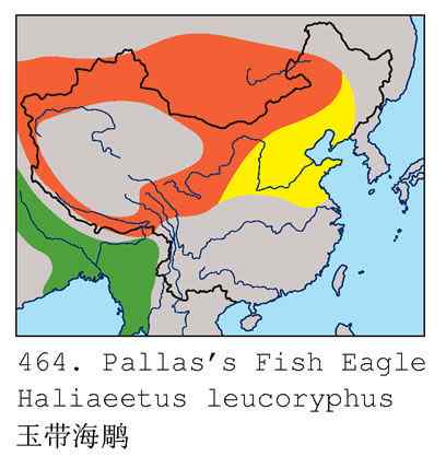 中国一级保护动物  玉带海雕