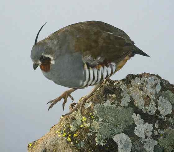 脸上插两把刀的美国本土鹌鹑--刀翎鹑