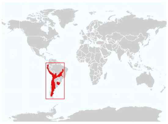 潘帕斯猫 南美草原猫