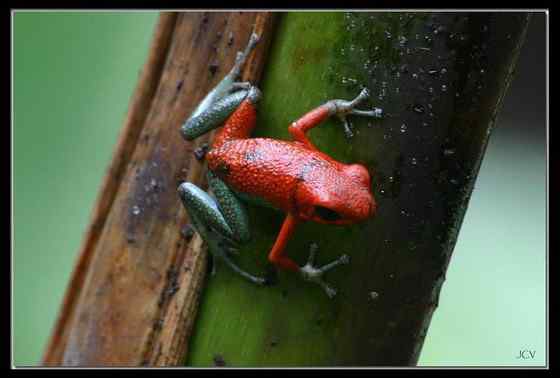 鲜红色的青蛙——疣丛蛙 疣背箭毒蛙(Granular poison arrow frog) 鲜红色的青蛙——疣丛蛙 疣背箭毒蛙(Granular poison arrow frog)