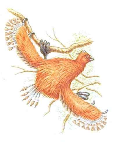 最原始的鸟类之一 圭亚那国鸟 麝雉 