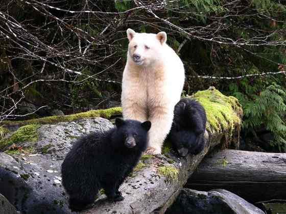 白灵熊 Kermode bear 白灵熊 Kermode bear