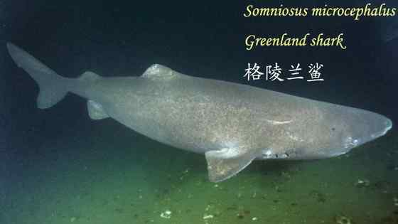 格陵兰鲨 睡鲨 格陵兰鲨 睡鲨