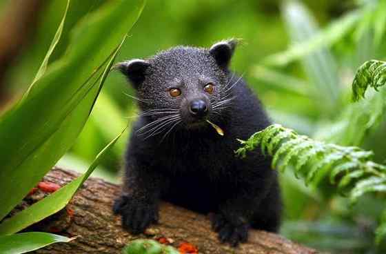 熊狸 Arctictis binturong 熊灵猫、貉獾 熊狸 Arctictis binturong 熊灵猫、貉獾