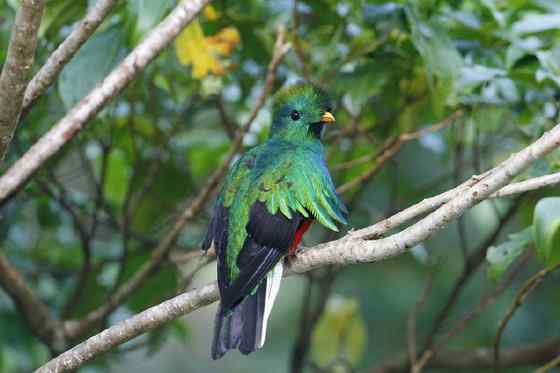 南美洲最美丽的鸟  凤尾绿咬鹃