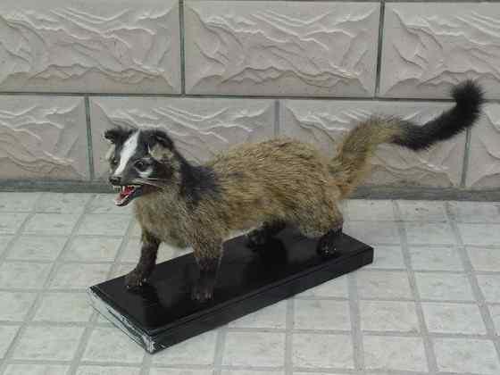 非典肆虐  果子狸