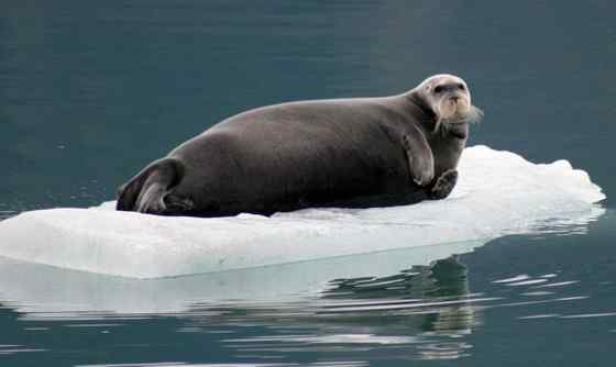 髯海豹 须海豹 Erignathus barbatus 髯海豹 须海豹 Erignathus barbatus