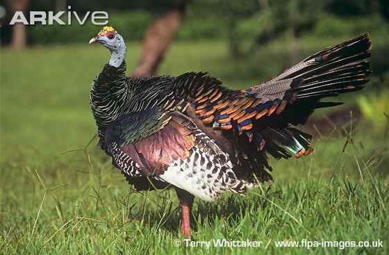 眼斑吐绶鸡 感恩节的故事