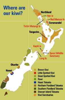 几维鸟 鹬鸵 KIWI 几维鸟 鹬鸵 KIWI