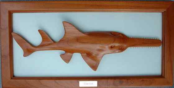 锯鳐 sawfish