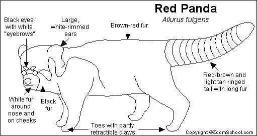 小熊猫又被叫做火狐(Fire fox)
