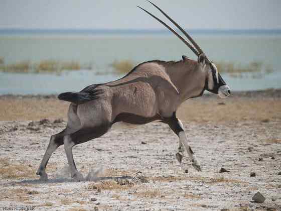 博茨瓦纳沙漠中的羚羊  南非长角羚