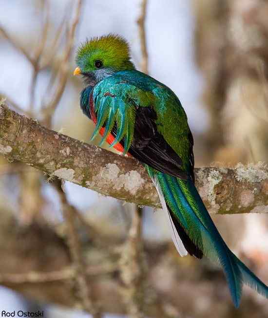 南美洲最美丽的鸟  凤尾绿咬鹃