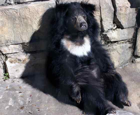 吃蚂蚁的熊  懒熊