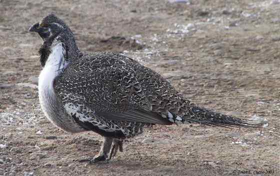 艾草榛鸡 北美洲体型最大的松鸡 发情时极度活跃