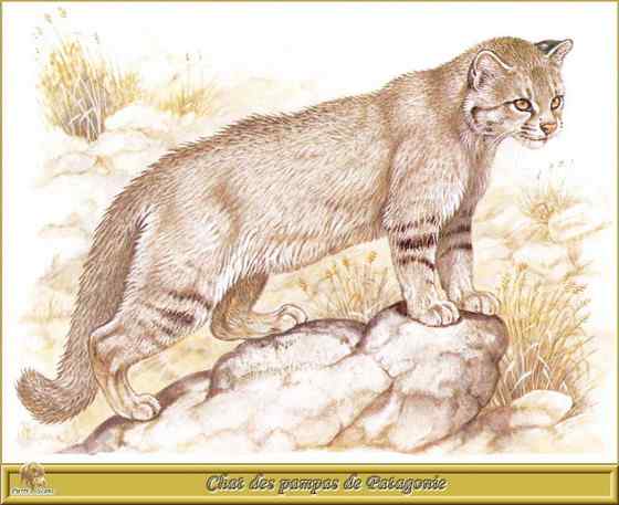 潘帕斯猫 南美草原猫