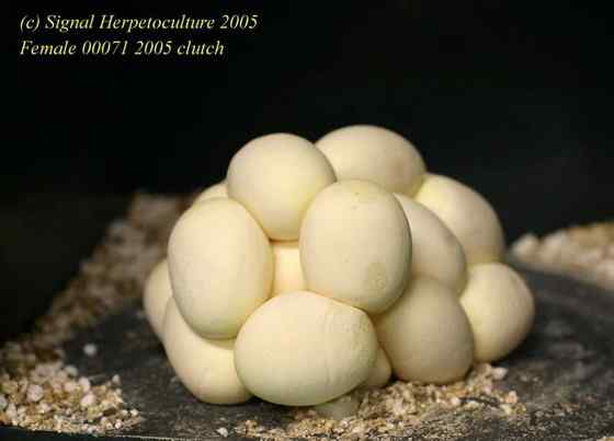 养蟒蛇当宠物 绿树蟒 养蟒蛇当宠物 绿树蟒