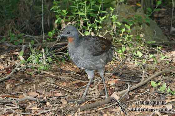 华丽的琴鸟 华丽的琴鸟
