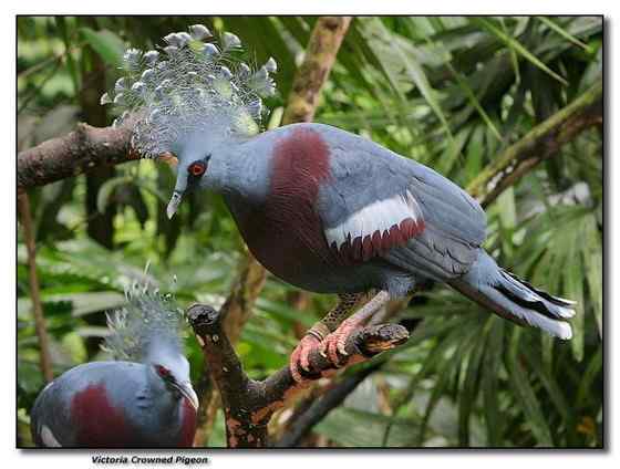 鸽子中的女王  凤冠鸠