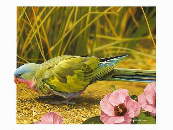 澳洲最娇柔的鹦鹉——公主鹦鹉 Polytelis alexandrae 澳洲最娇柔的鹦鹉——公主鹦鹉 Polytelis alexandrae