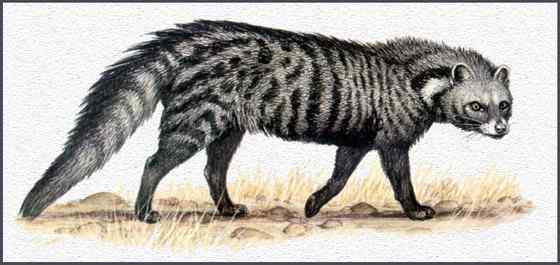 麝猫  恶臭的气味胜过臭鼬