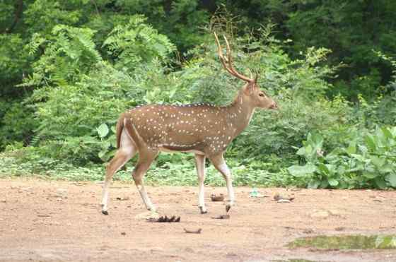 亚洲独有的鹿类  白斑鹿